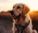 Golden Retriever Hundeleine Blogbeitrag