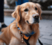 alten Golden Retriever trainieren