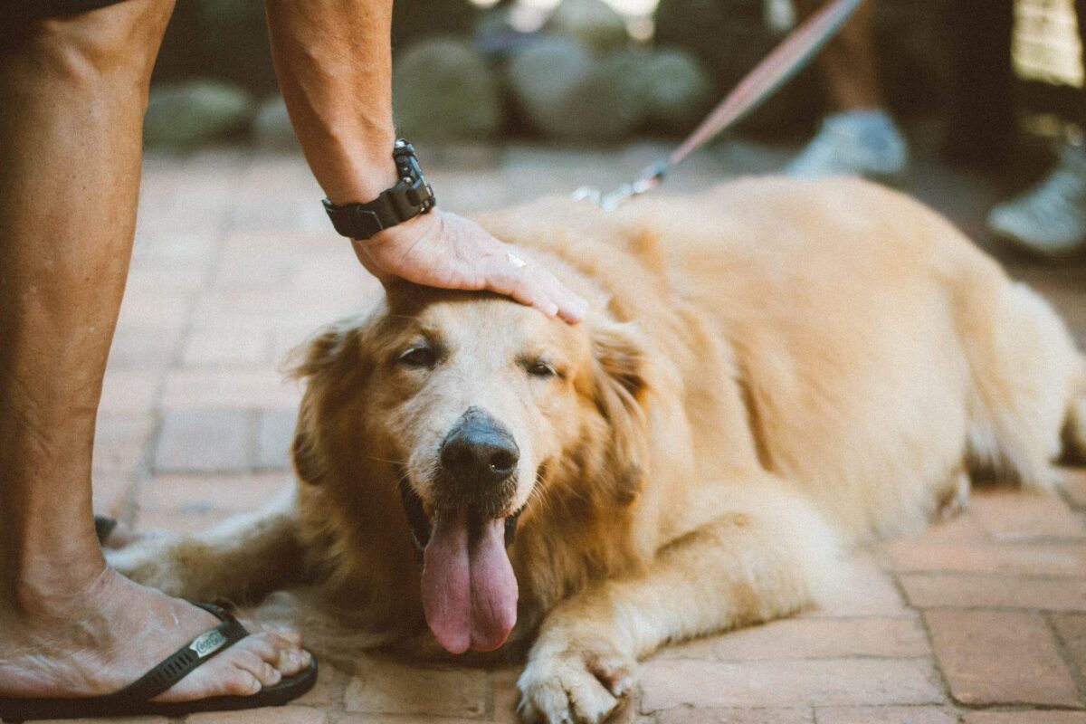 Golden Retriever die Ultimative Bürste
