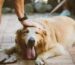Golden Retriever die Ultimative Bürste