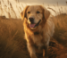 GoldenPals Golden Retriever Hunde Training Blogbeitrag