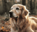 Slicker Bürste Golden Retriever Beitrag