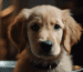 Trainingsbedarf Golden Retriever Blog