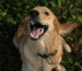 Entfilzungskämme für Golden Retriever