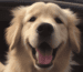 entfilzungskämme golden retriever top liste