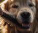 Golden Retriever richtig buersten Fellfpflege Blogbeitrag