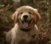 golden retriever welpen training goldenpals