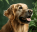 GoldenPals Blog Goldenretriever Steckbrief