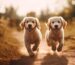goldenpals training golden retriever blogbeitrag