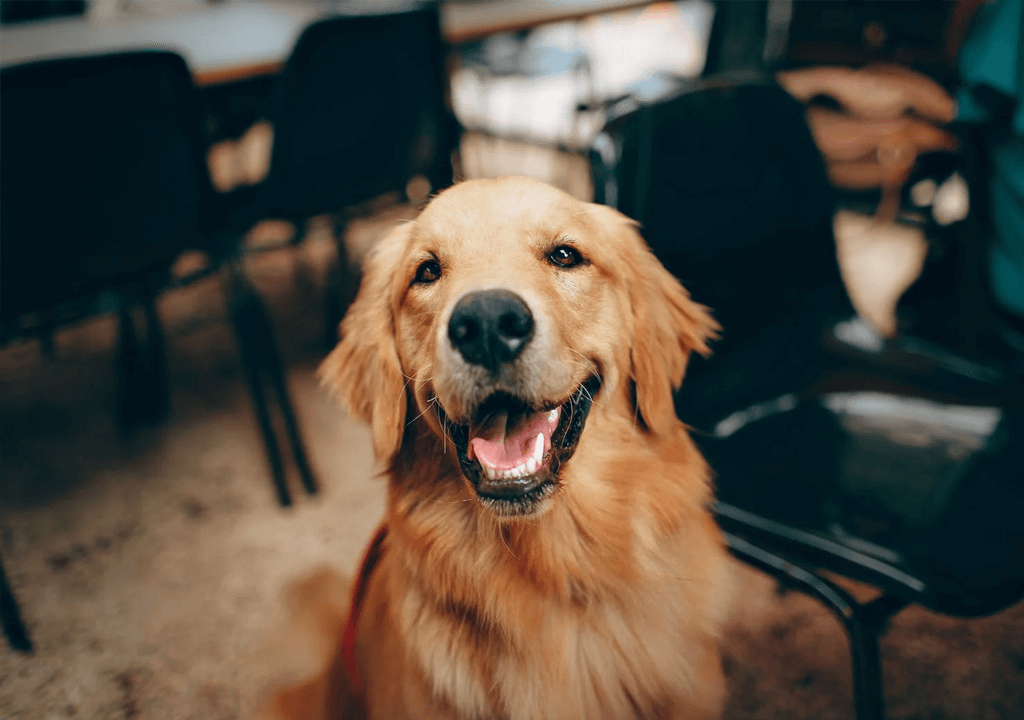 Golden Retriever Besitzer Geschenkideen