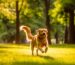 Golden Retriever haufige Krankheiten Blogbeitrag Ratgeber