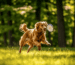 Hüft- und Ellbogendysplasie Golden Retriever - Blogbeitrag