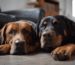 Hundeführerschein Dobermann und Golden Retriever Unterschied