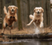Hundevergleich Golden Retriever Labrador