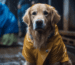 Regenjacken für Hunde Beitrag