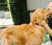 alternde golden retriever