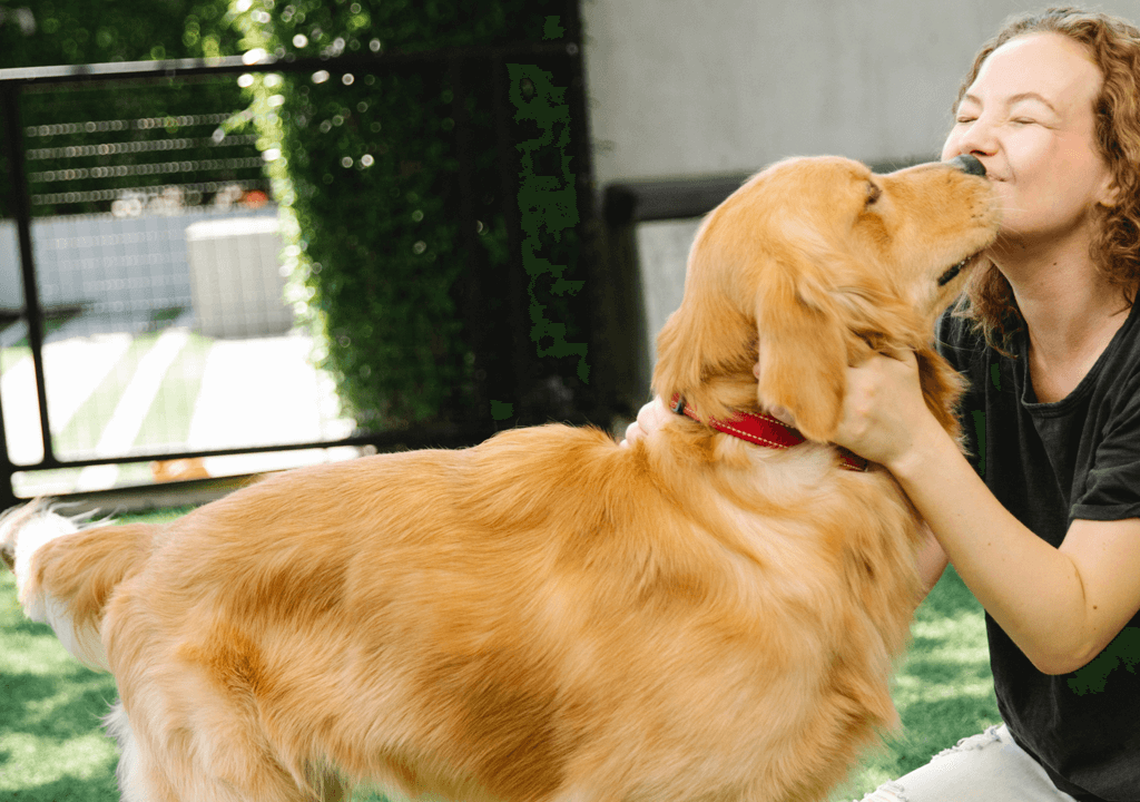 alternde golden retriever