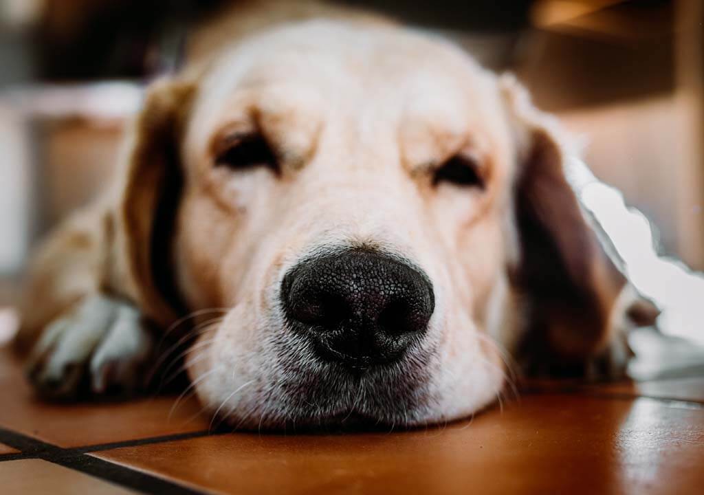 GoldenPals Golden Retriever als Therapiehund