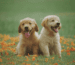 Golden Retriever GoldenPals Leitfaden Blogbeitrag