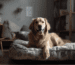 hundebetten goldenretriever beitrag