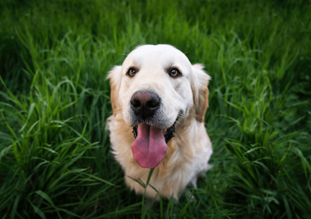 Fellscheren für Hunde