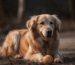 Haarschneidemaschinen zur Fellpflege bei Hunden GoldenPals