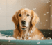 Hundebadewannen Beitrag