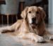 Hundekämme GoldenPals Beitrag