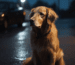 Körperhaltung und Stimme im Hundetraining mit Golden Retrievern