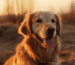 Konsequenz im Hundetraining