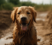 Shampoos und Conditioner für Hunde