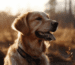 Tricktraining mit Golden Retrievern