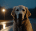 Umgang mit Ängstlichkeit bei Golden Retrievern