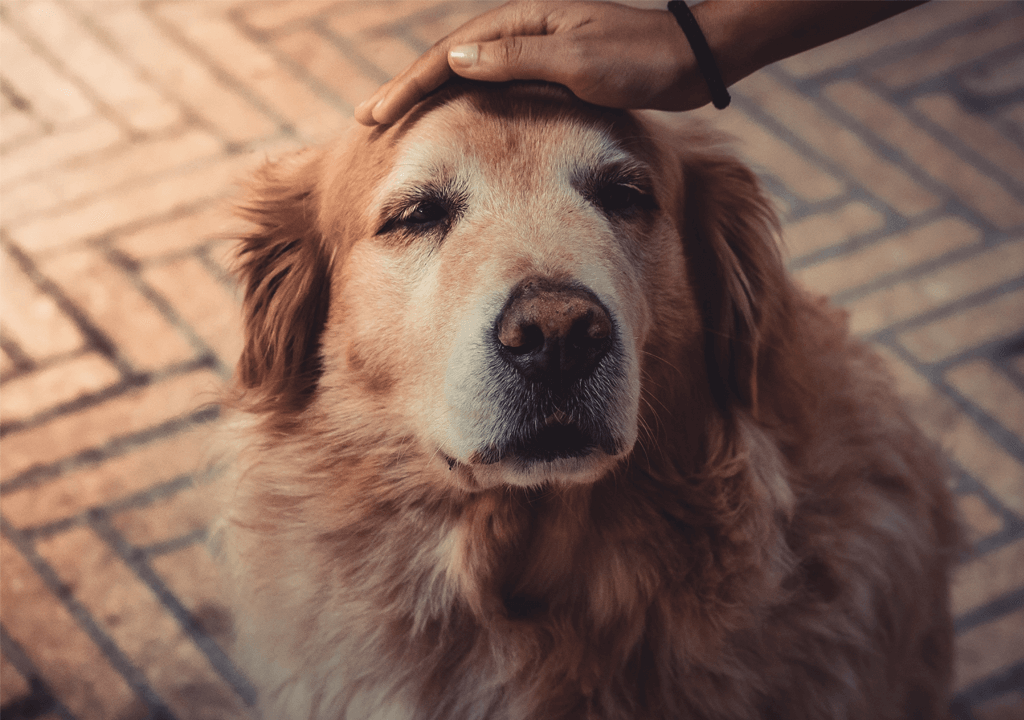 anlegepflock für hunde beitrag