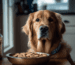hundefutter beitrag goldenpals