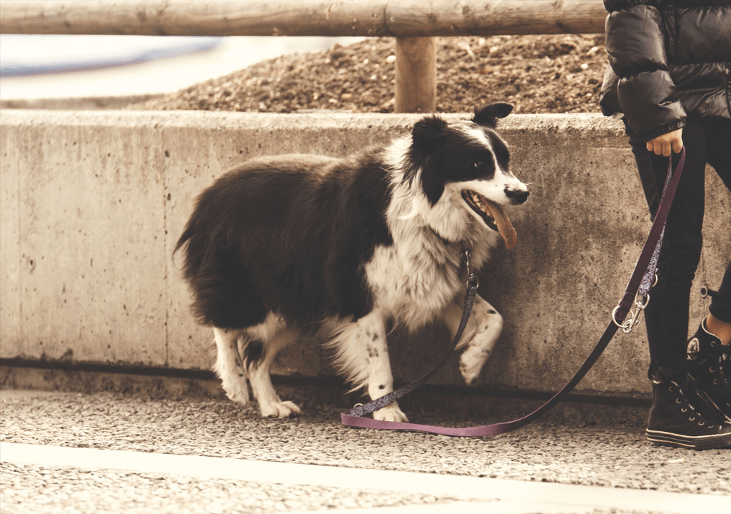 Brustgeschirre für Hunde