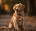 Die 10 besten Golden Retriever Leinen 2023