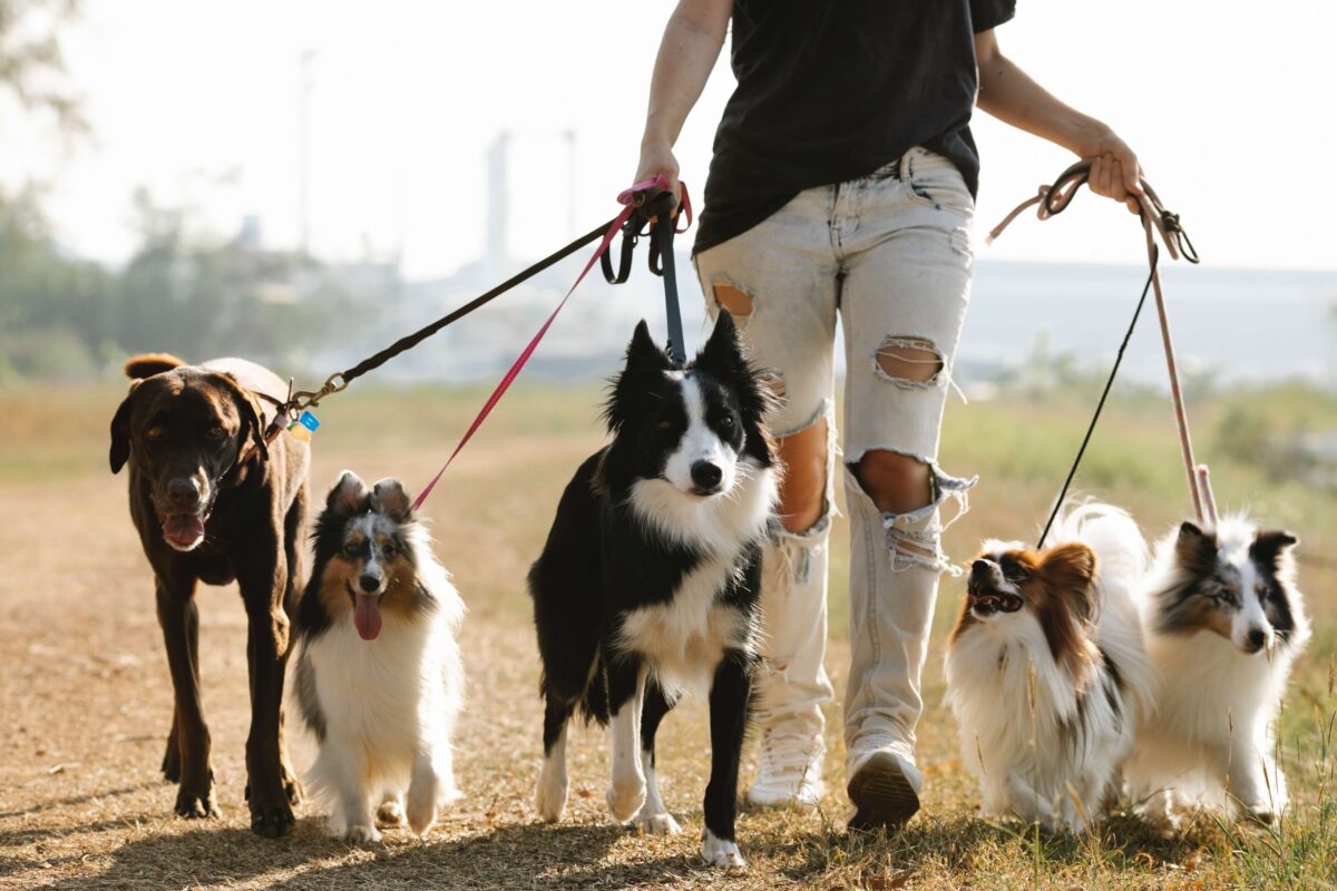 Doppelte Leinen für Hunde