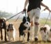 Doppelte Leinen für Hunde