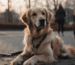 Entspannungs- & Anti-Stress-Mittel für Golden Retriever