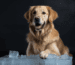 Gefrierfutter für Golden Retriever Blogbeitrag