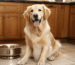Halbfeuchtes Hundefutter