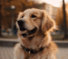 Klassische Hundehalsbänder