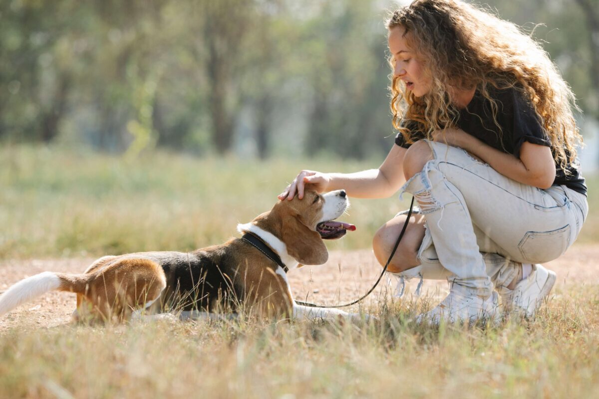 Klassische Hundeleinen für Golden Retriever