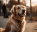 Zahnpflege bei Golden Retrievern