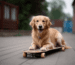 Golden Retriever Guide von GoldenPals.de