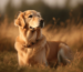 Golden Retriever Hunde Rohleder Beitrag