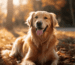 Golden Retriever Info Blogbeitrag von GoldenPals
