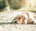 Hundekuchen Beitrag GoldenPals
