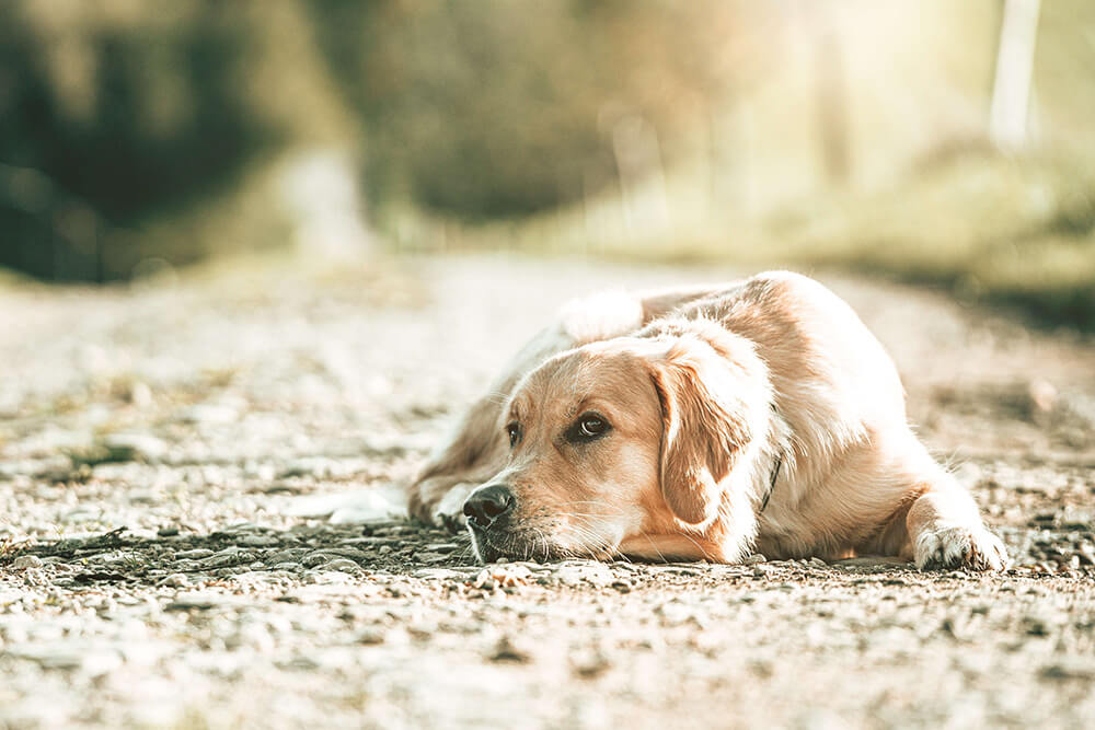 Hundekuchen Beitrag GoldenPals